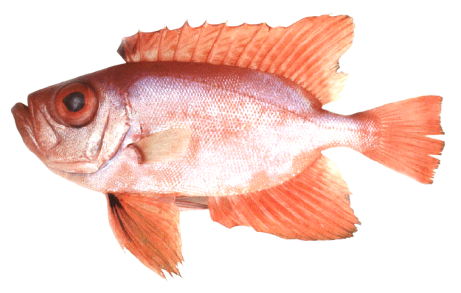 Arrowfin bigeye