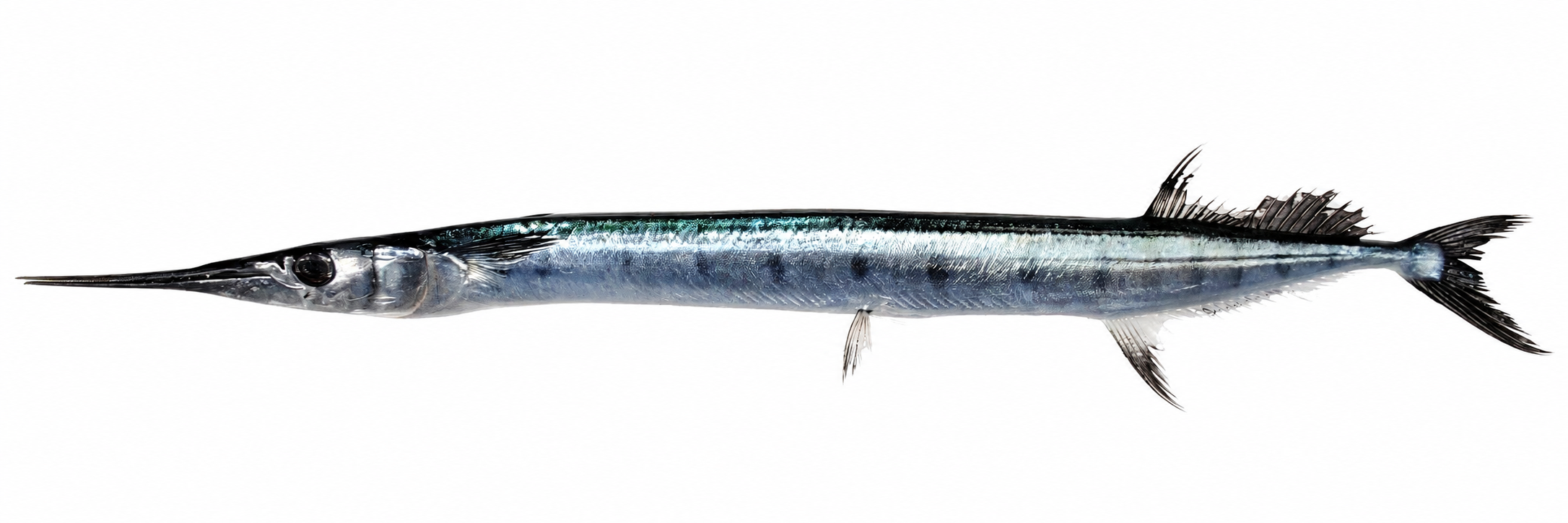 Flat needlefish