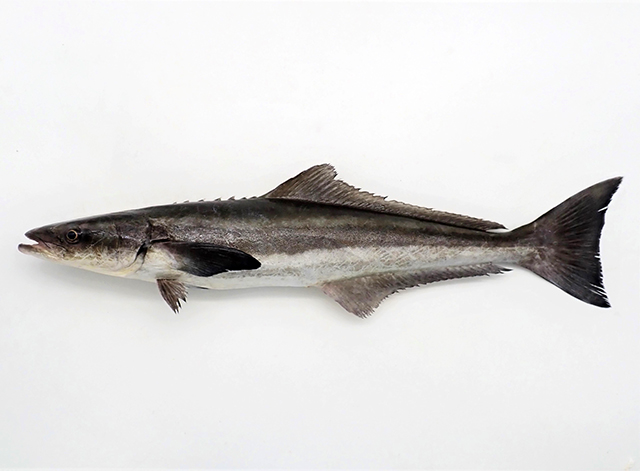 Cobia